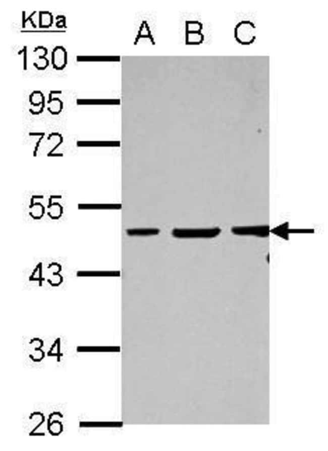 100uL Polyclonal antibody, Vasculin, hos