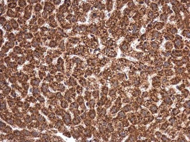 100uL Polyclonal antibody, MANEA, host r