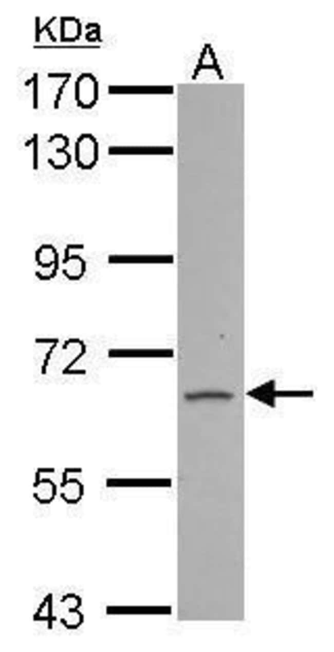 100uL Polyclonal antibody, FAM73A, host