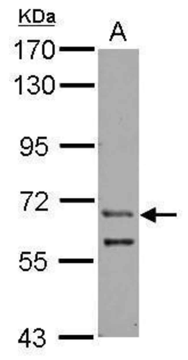 100uL Polyclonal antibody, ZFY, host rab