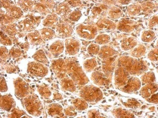 100uL Polyclonal antibody, SAMD4B, host