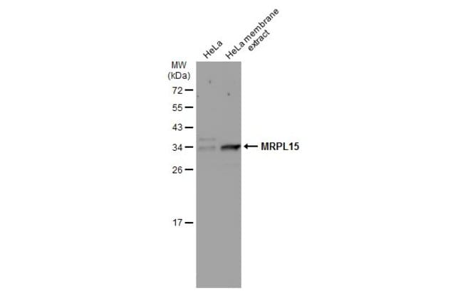100uL Polyclonal antibody, MRPL15, host
