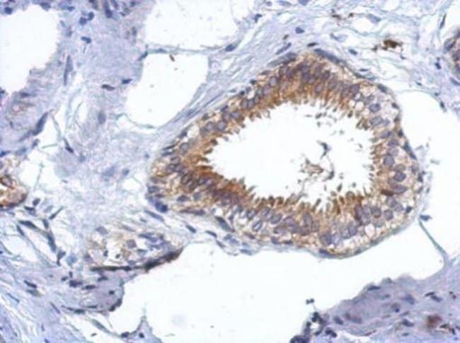100uL Polyclonal antibody, CCDC97, host
