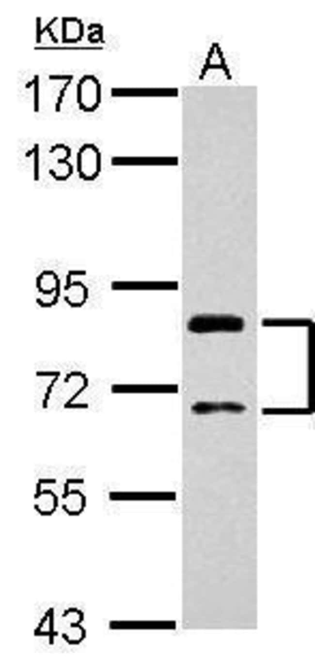 100uL Polyclonal antibody, SLCO1C1, host