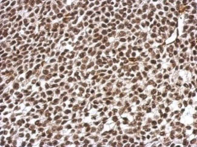 100uL Polyclonal antibody, ARID5A, host