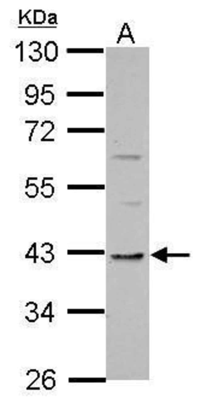 100uL Polyclonal antibody, TMEM59L, host
