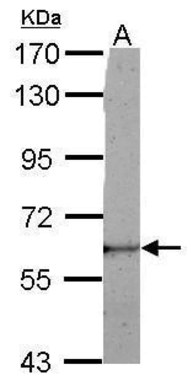 100uL Polyclonal antibody, LRRC50, host