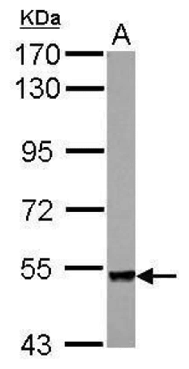 100uL Polyclonal antibody, plexin A4, ho