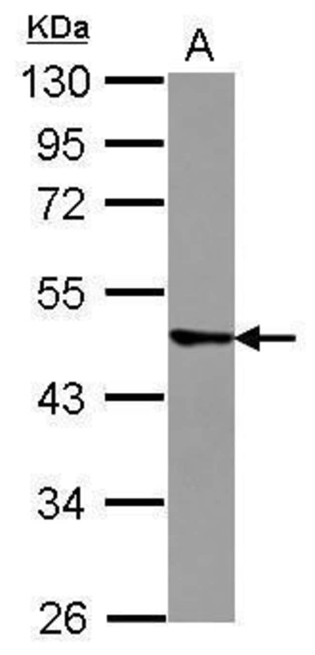 100uL Polyclonal antibody, triM43, host