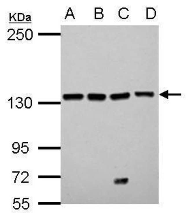 100uL Polyclonal antibody, LARS, host ra