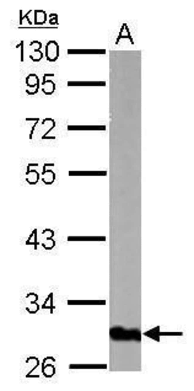 100uL Polyclonal antibody, GOLPH3, host