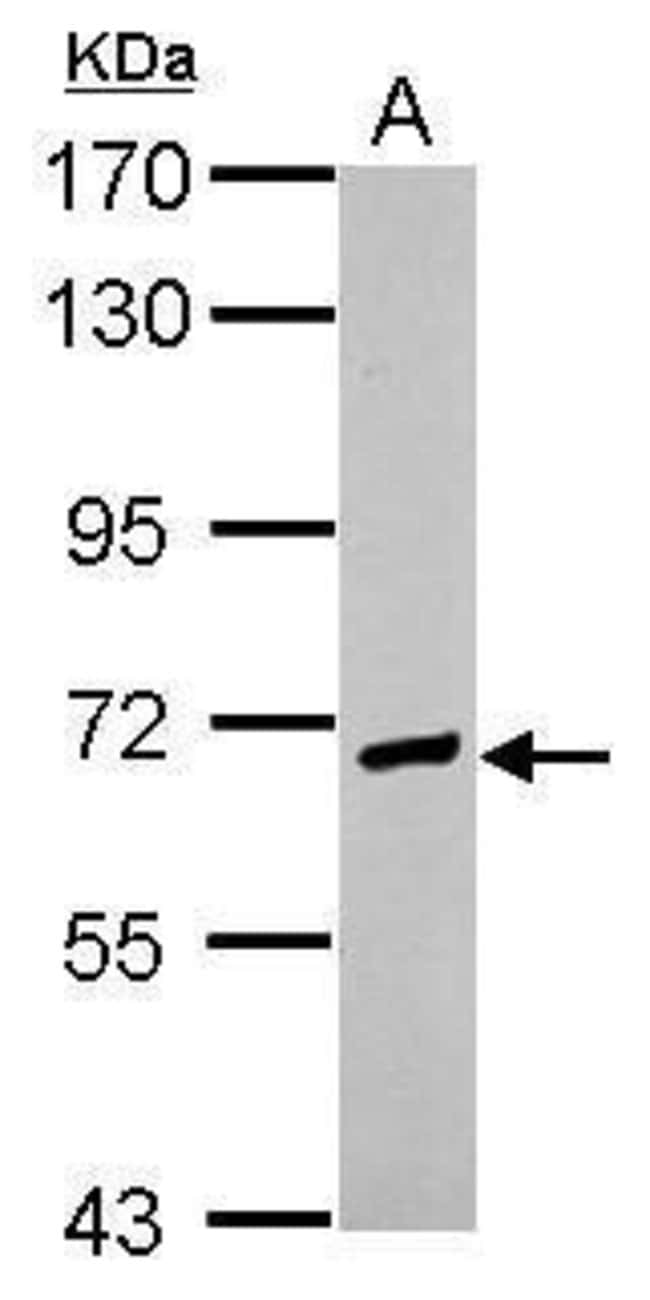 100uL Polyclonal antibody, EFCAB7, host