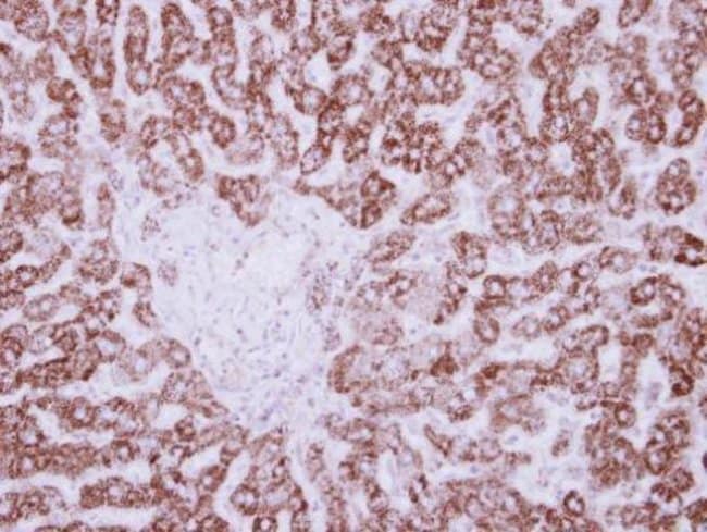 100uL Polyclonal antibody, HIBADH, host