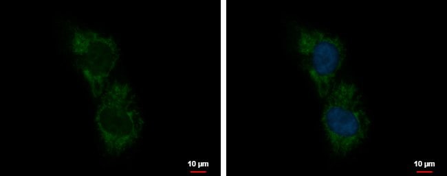 100uL Polyclonal antibody, C5orf54, host