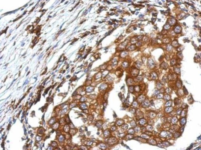 100uL Polyclonal antibody, QTRTD1, host