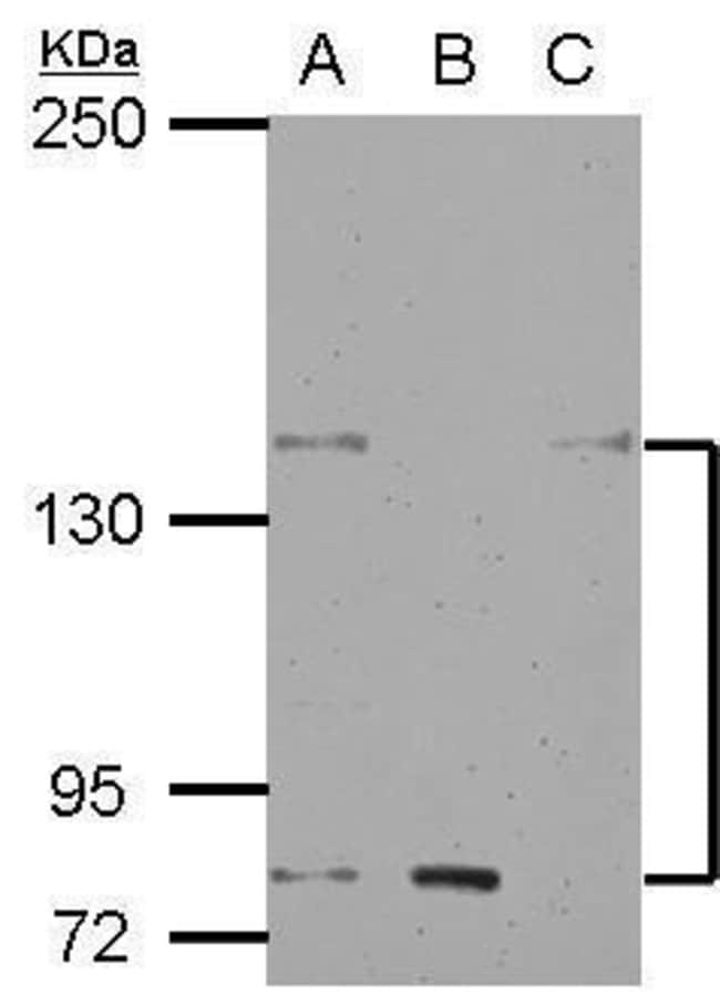 100uL Polyclonal antibody, KCNH7, host r