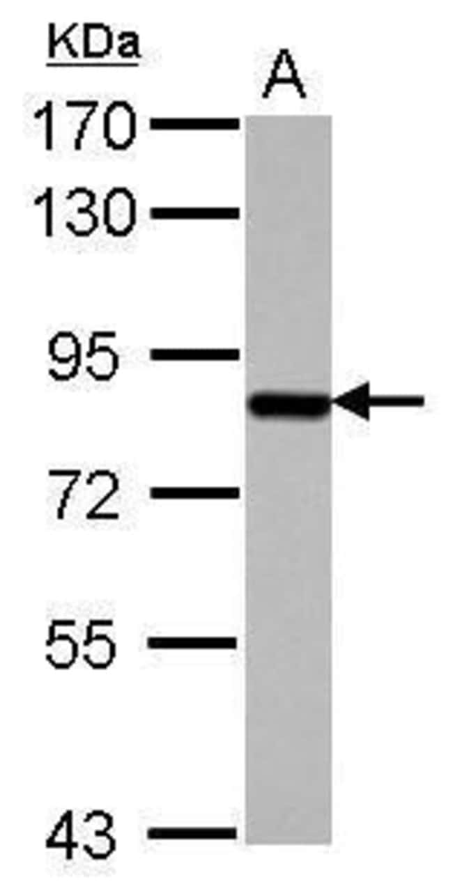 100uL Polyclonal antibody, SUPV3L1, host