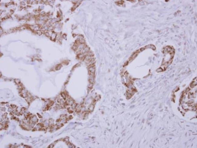 100uL Polyclonal antibody, RLBP1L1, host