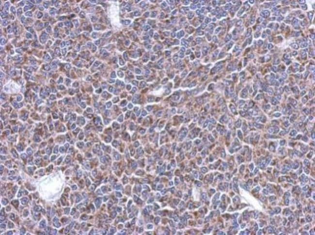 100uL Polyclonal antibody, MRPL14, host