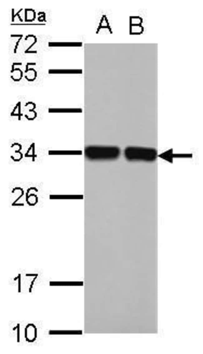 100uL Polyclonal antibody, ENOPH1, host