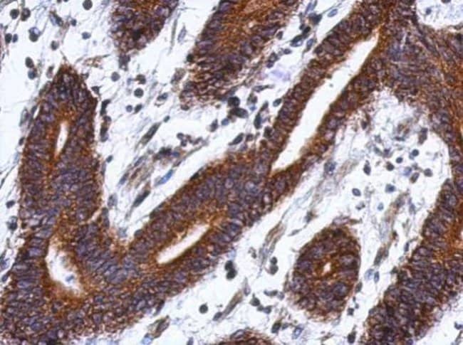 100uL Polyclonal antibody, LSG1, host ra