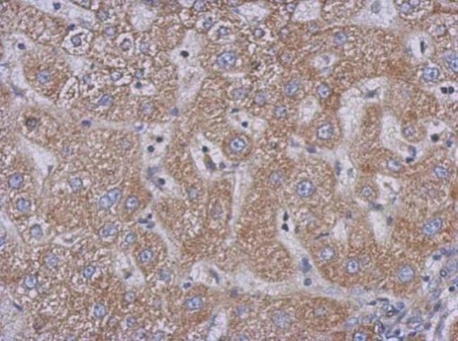 100uL Polyclonal antibody, PLCD3, host r