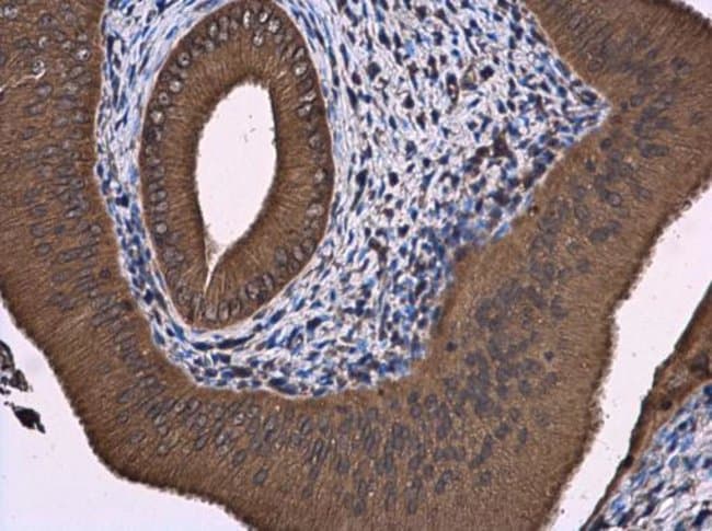 100uL Polyclonal antibody, ATL3, host ra