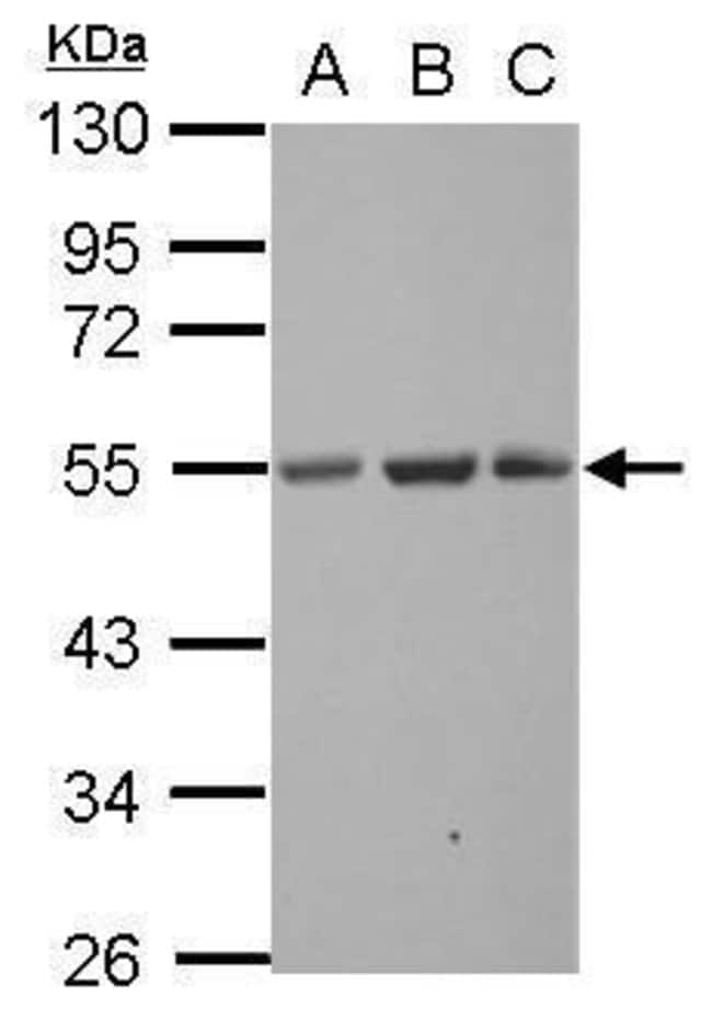 100uL Polyclonal antibody, SYT13, host r