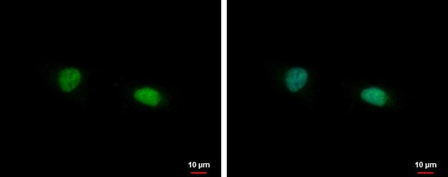 100uL Polyclonal antibody, FAM98B, host