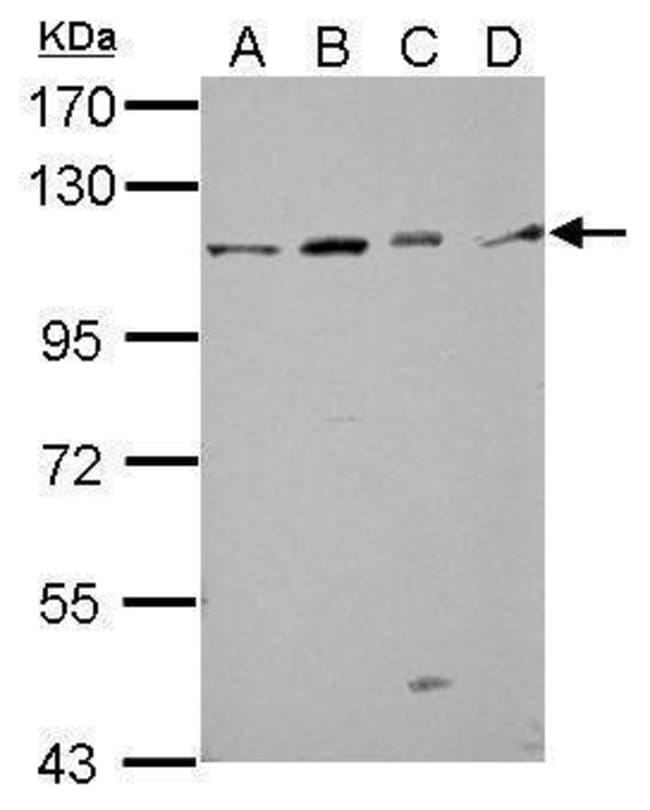 100uL Polyclonal antibody, GRASP1, host