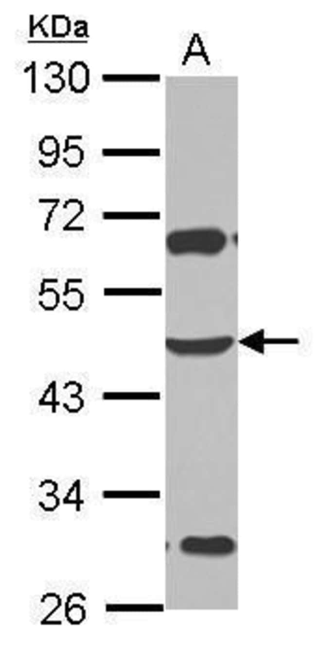 100uL Polyclonal antibody, ZSCAN4, host