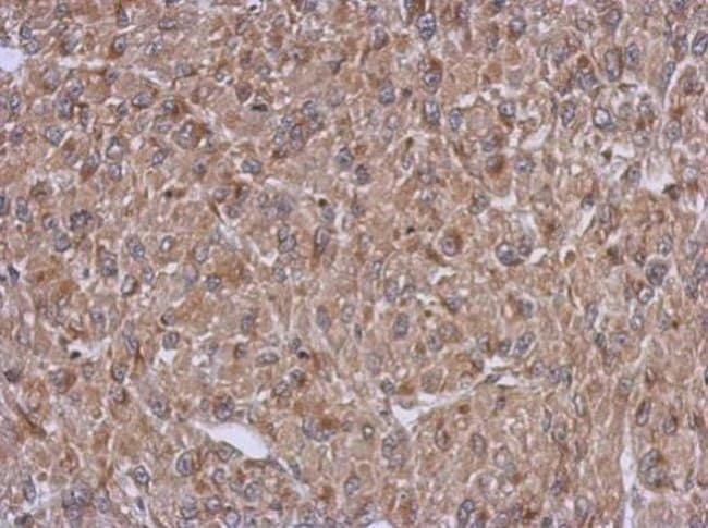 100uL Polyclonal antibody, ARFIP1, host