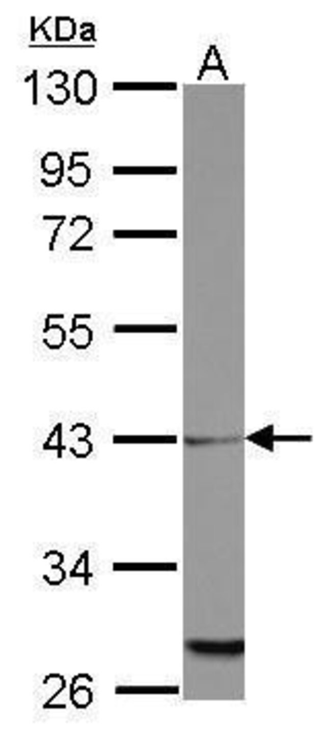 100uL Polyclonal antibody, MRPL39, host