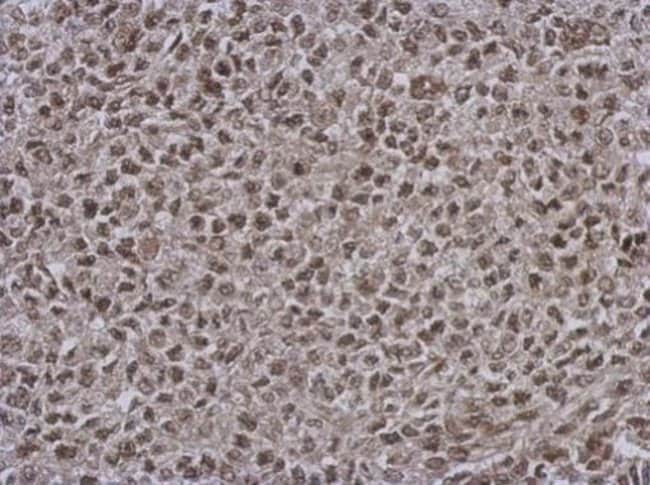 100uL Polyclonal antibody, DNAJB7, host