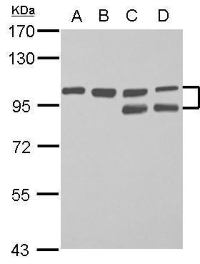100uL Polyclonal antibody, FAM115C, host