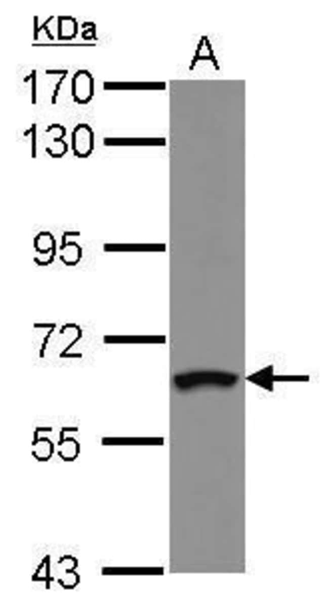 100uL Polyclonal antibody, ZNF300, host