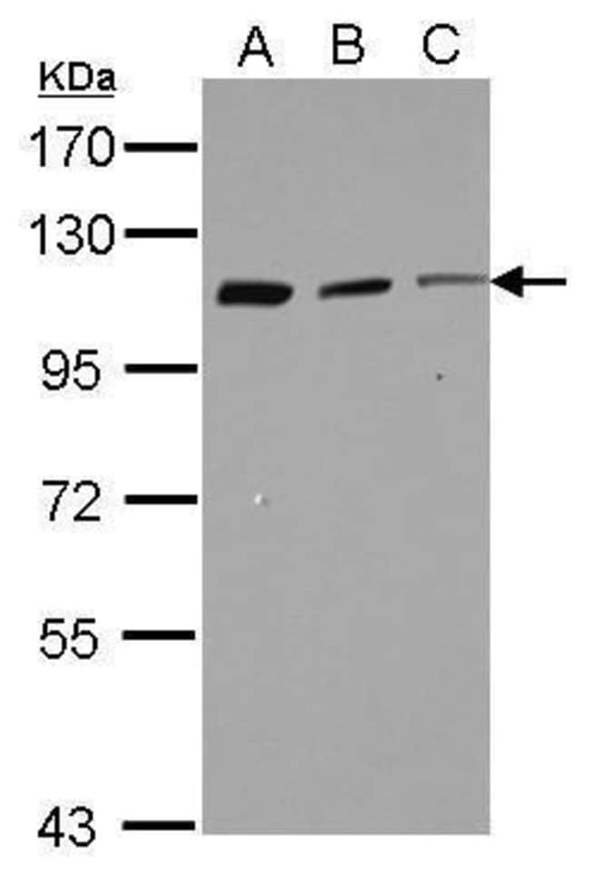 100uL Polyclonal antibody, coronin7 , ho