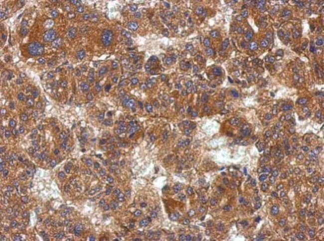 100uL Polyclonal antibody, KCTD19, host