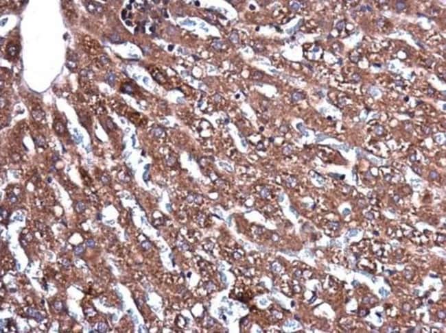 100uL Polyclonal antibody, CERCAM, host