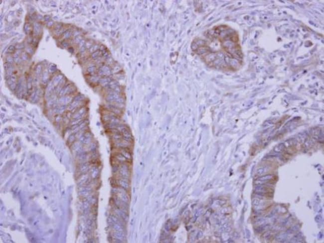 100uL Polyclonal antibody, SLA/LP, host