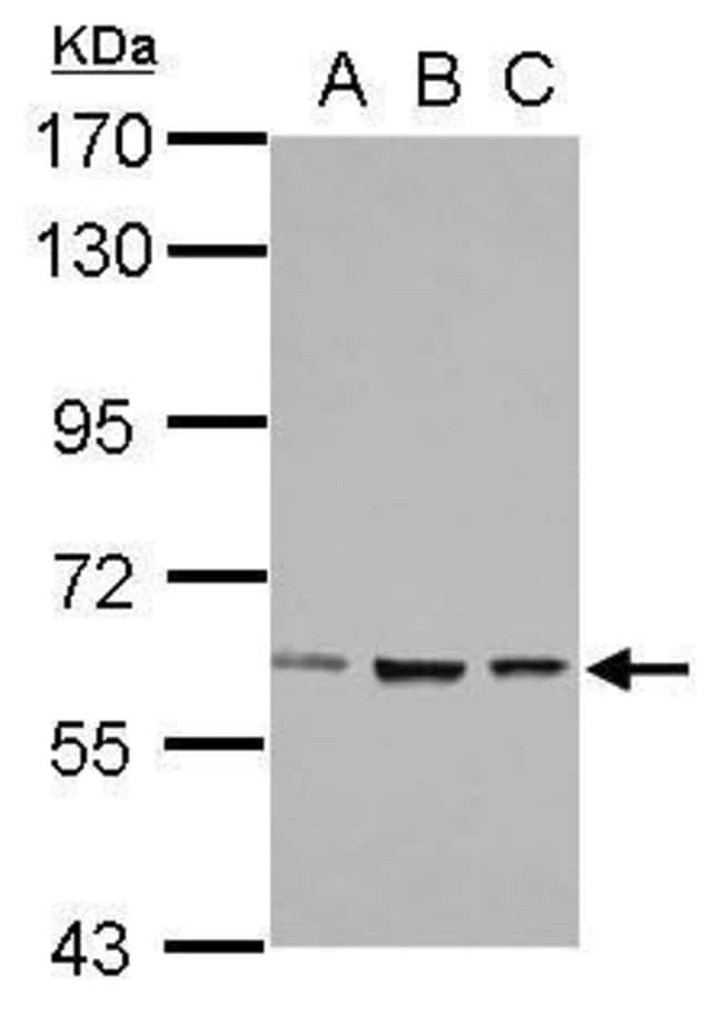 100uL Polyclonal antibody, ZNF266, host