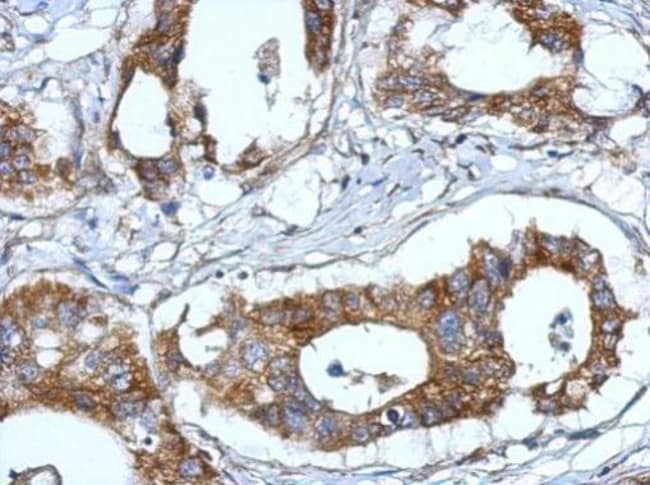 100uL Polyclonal antibody, FBLN7, host r