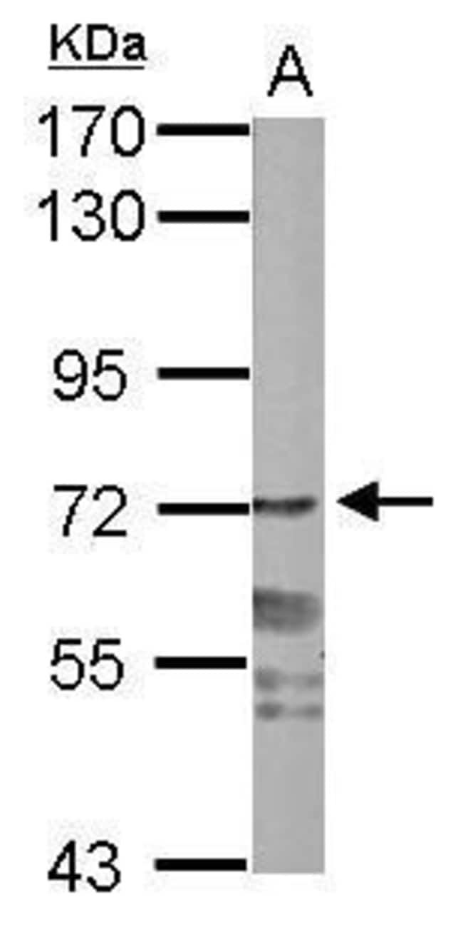100uL Polyclonal antibody, PPWD1, host r
