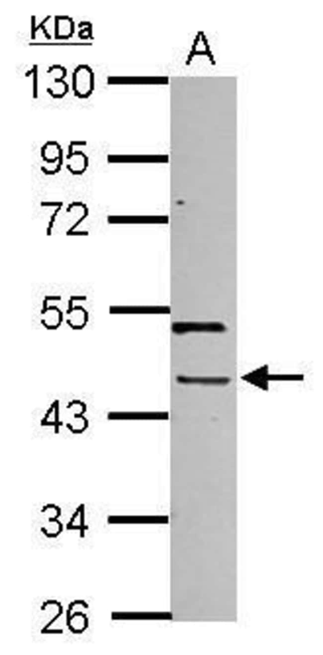 100uL Polyclonal antibody, PHAX, host ra