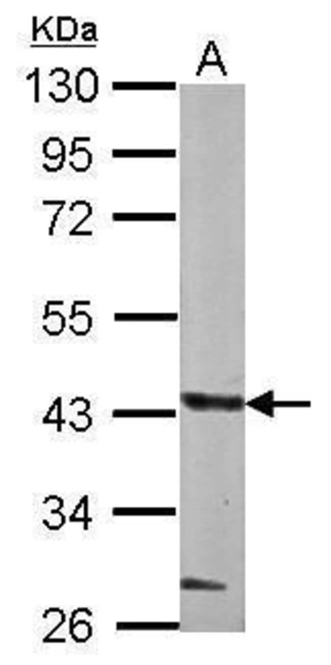 100uL Polyclonal antibody, GLT8D1, host