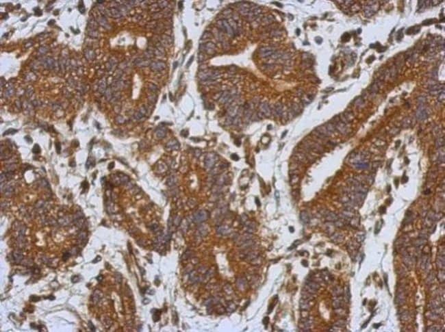 100uL Polyclonal antibody, caspase 1 p10