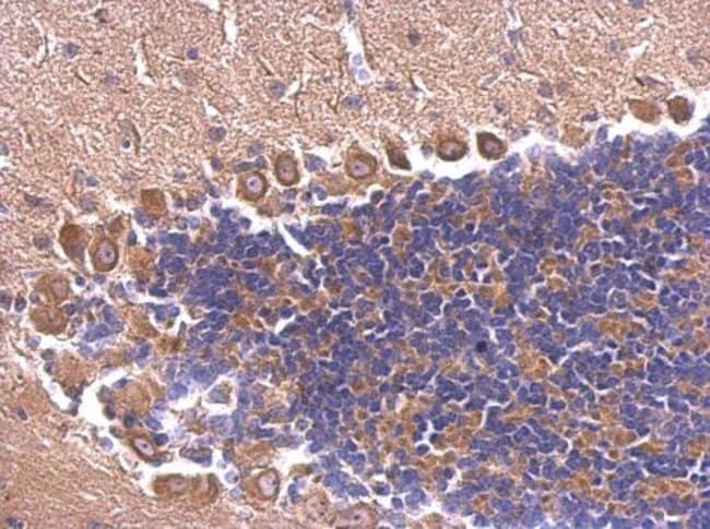 100uL Polyclonal antibody, SEC6, host ra