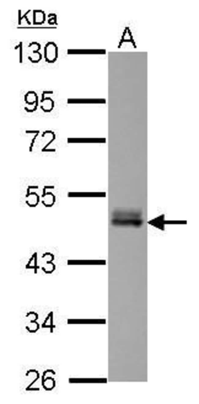 100uL Polyclonal antibody, FAM98B, host