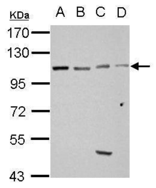 100uL Polyclonal antibody, GRASP1, host