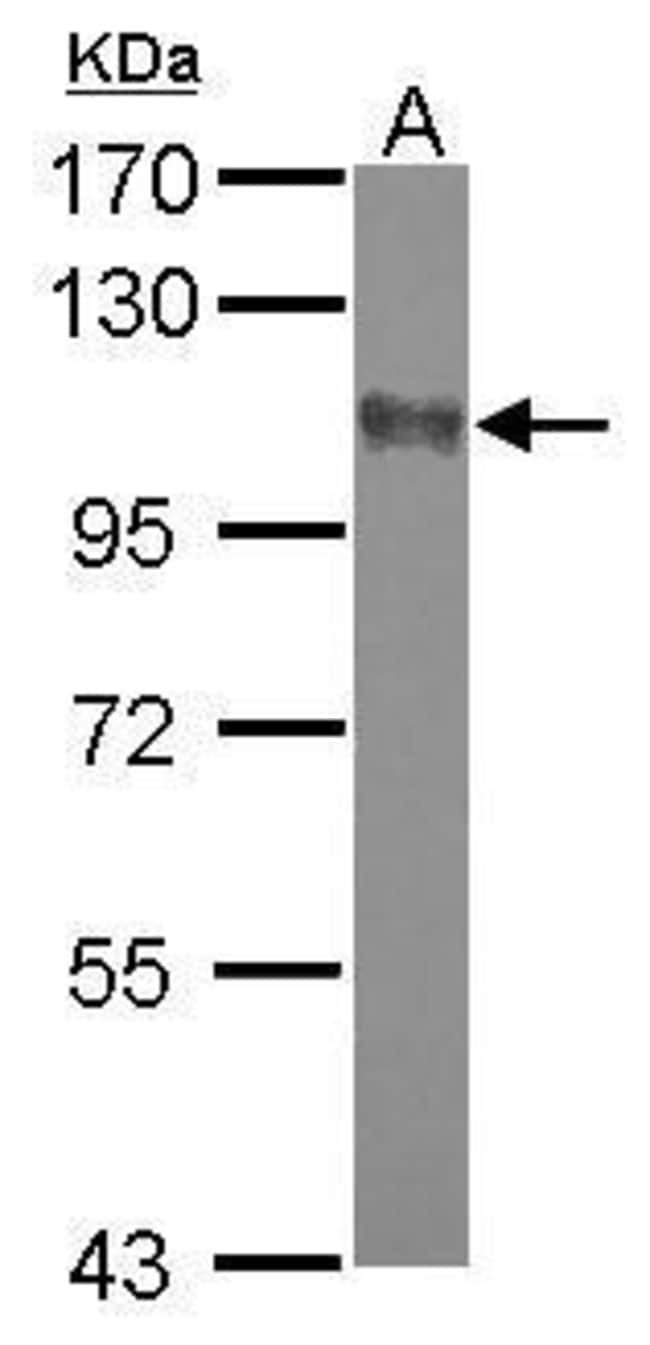 100uL Polyclonal antibody, Dlgap2, host